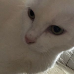 Meet your Posher, Candy